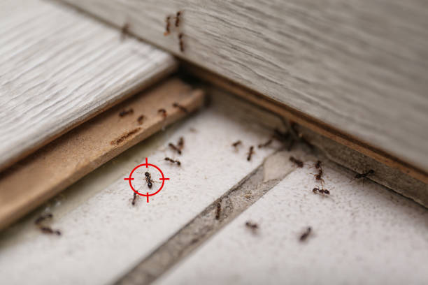 Best Pest Prevention Services  in Moline, IL