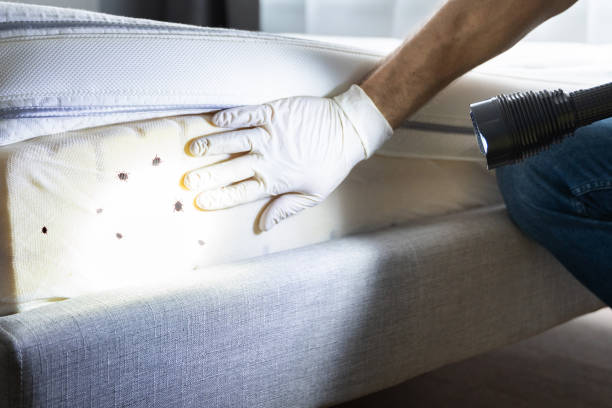 Reliable Moline, IL Pest Control Solutions
