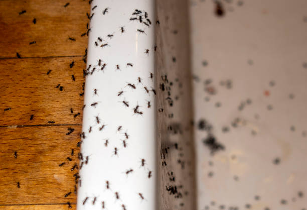 Best Ant Control Services  in Moline, IL