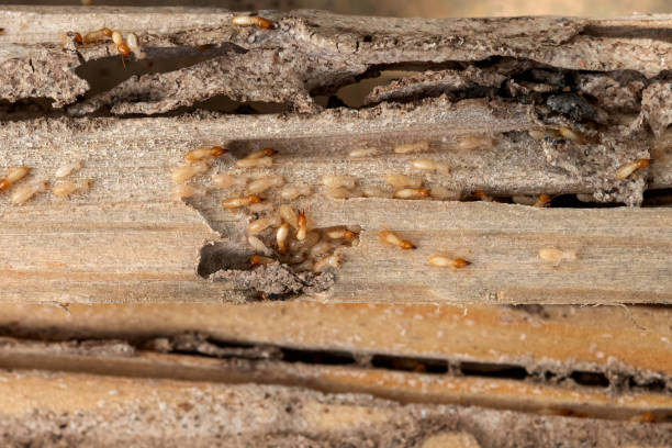 Best Commercial Pest Control Services  in Moline, IL