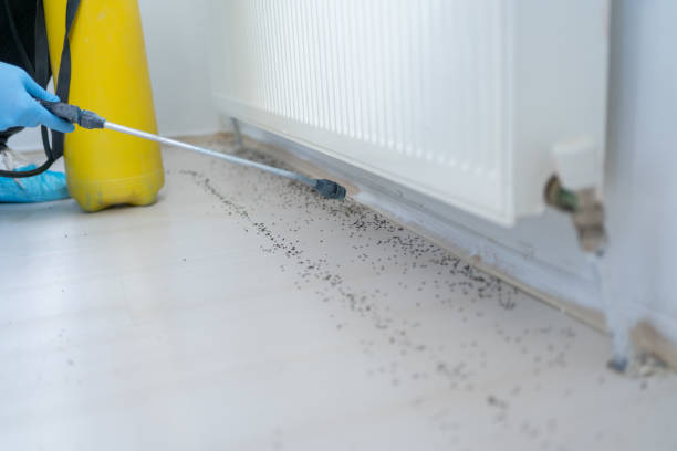 Best Local Pest Control Services  in Moline, IL