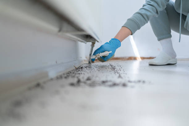 Best Bed Bug Extermination  in Moline, IL